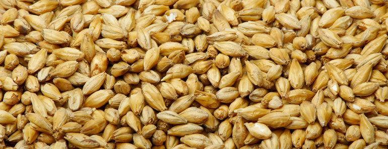 Barley malt